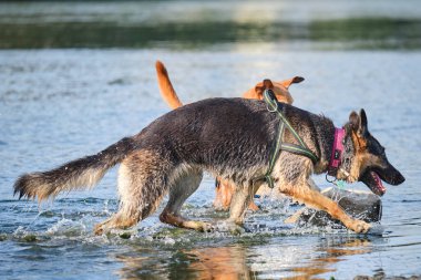 Köpek bir göl sopasıyla oynuyor.