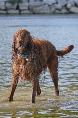 Golden retriever gölde oynuyor.