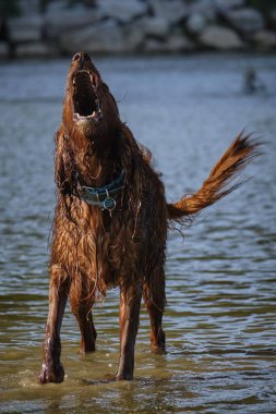 Şirin bir köpeğin portresi.