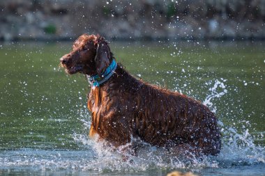 Köpek gölde koşuyor. Su sıçrıyor. Nova Scotia ördek paralı av köpeği.