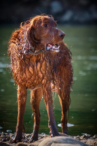 Şirin bir köpeğin portresi.