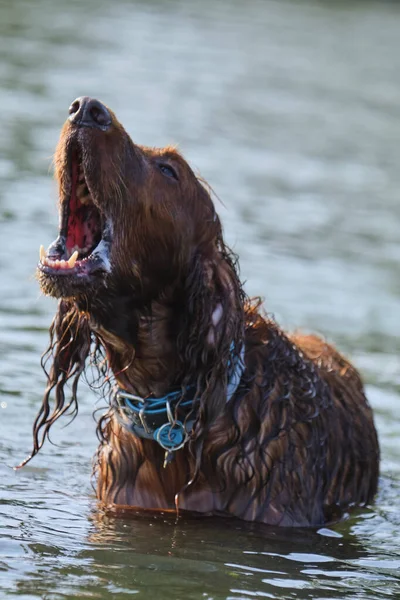 Sudaki kahverengi bir av köpeğinin yakın çekimi.