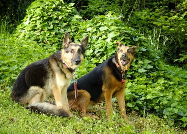 iki Alman çoban köpeği