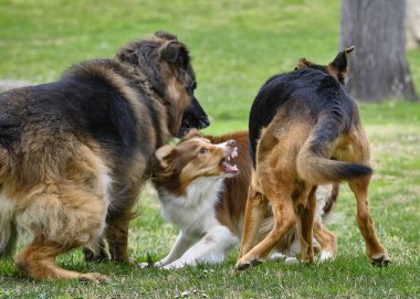 Alman çoban köpekleri parkta oynuyorlar.