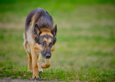 Bir parkta köpek Alman çoban