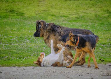 Köpekler parkta oynar. köpek oyunu