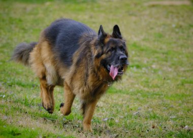 Şirin bir köpeğin portresi.