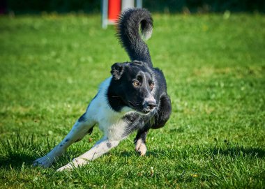 Kara Sınır Çoban Köpeği çayırda koşuyor.