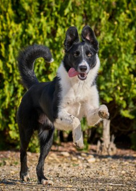 Doğadaki kara köpek.