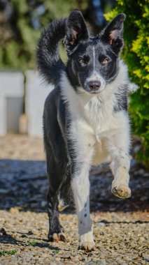 Köpek parkta koşuyor.