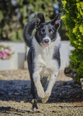 Sınır çoban köpeği doğada havada zıplıyor.