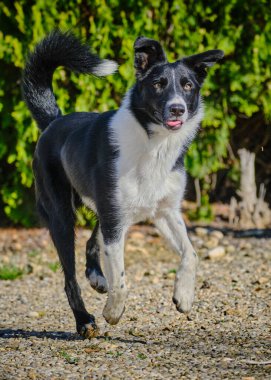 Doğadaki siyah köpeğin portresi.