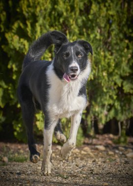 Sınır çoban köpeği çimenlerde koşuyor.