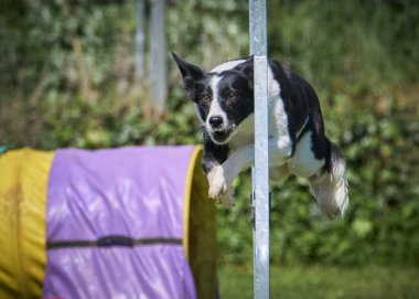 Çeviklik içinde zıplayan bir köpek.
