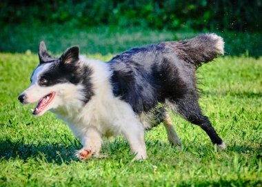 Şirin bir köpeğin portresi.