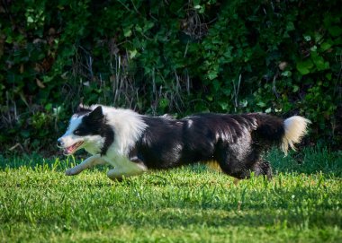 Sınır çoban köpeği çimenlerde koşuyor