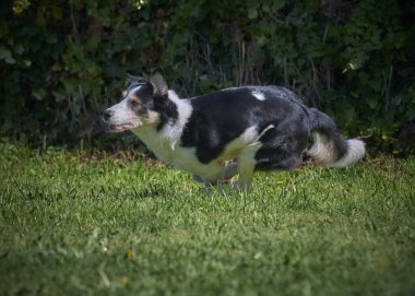 Sınır çoban köpeği çimenlerde koşuyor