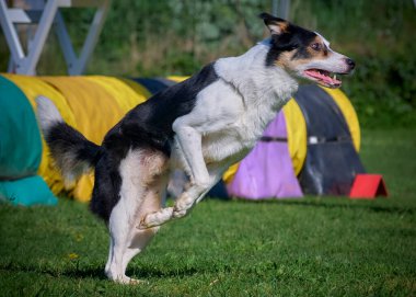 Köpek doğurmak kenar kömür ocağı