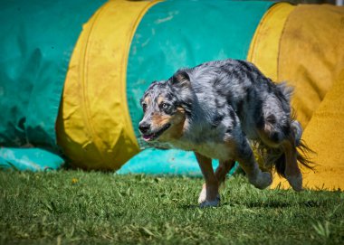 Alman çoban köpeği köpek çevikliğinde.