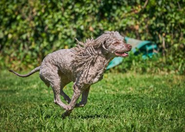 Bahçede koşan bir golden retriever köpeği..