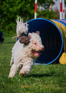 Batıda mavi gözlü çoban köpeği
