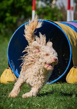 Köpek yetiştiricisi Avusturyalı teriyer parkta