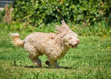 Bir köpek çimenlerde koşuyor.