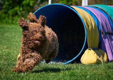 Köpek, yazın Avustralya çoban köpeği yetiştirir.