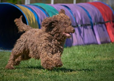 Şirin cocker spanyel yeşil çimlerde koşuyor