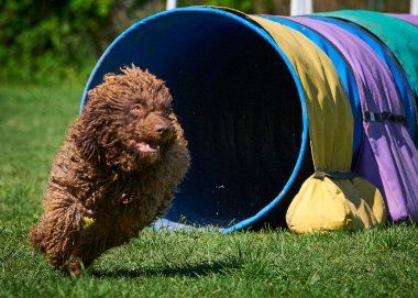 Köpek çimenlerde oynuyor.