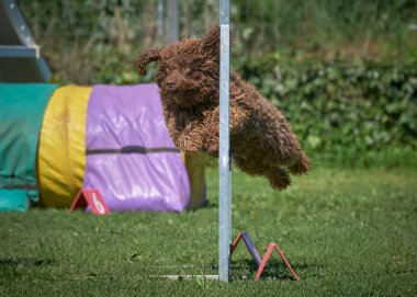 Köpek çevikliğin üzerinden atlıyor.