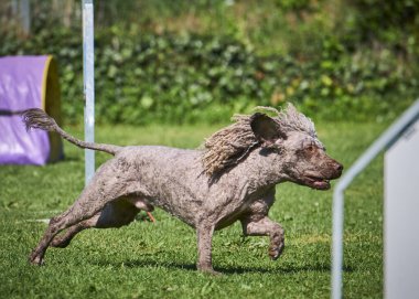Köpek cinsi İngiliz cocker spaniel
