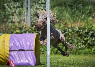 Çeviklik yarışmasında köpek.