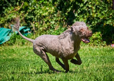 Köpek yetiştiricisi Alman çoban köpeği yeşil çimlerde koşuyor.