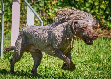 Alman çoban köpeği bahçede koşuyor.