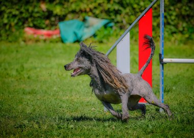 Köpek yeşil çimlerin üzerinde çimlerde koşar..