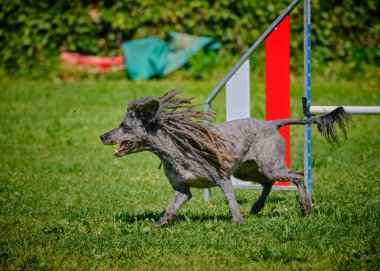 Parktaki Alman çobanın köpeği.