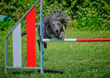 Parktaki çevik köpek