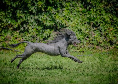 Siyah at tarlada koşuyor.