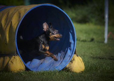 Kafesteki siyah köpek.