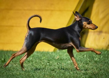 Doberman pinscher yeşil çimlerde koşuyor