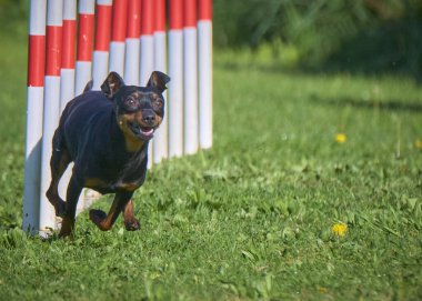 Siyah köpek çeviklik içinde