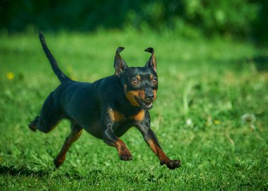 Yeşil çimenlikteki köpek
