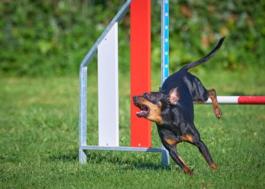 Doğadaki köpek çeviklik kursunda..