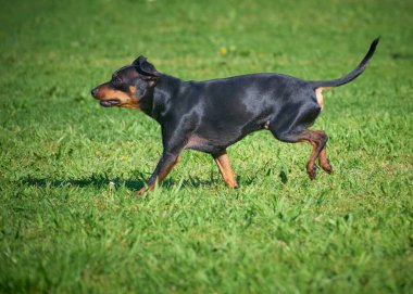 Yeşil çayırda doberman köpeği