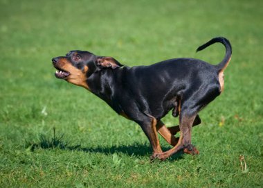 Köpek çiftleşmesi Doberman Teriyeri