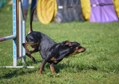 Köpek çiftleşen boğa teriyeri çeviklikle koşuyor.