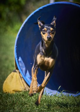 Yeşil bahçede küçük bir köpek.