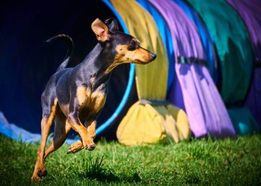 Doberman köpeği bahçede oynuyor.