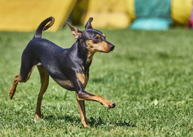 Parktaki dachshund köpeği.